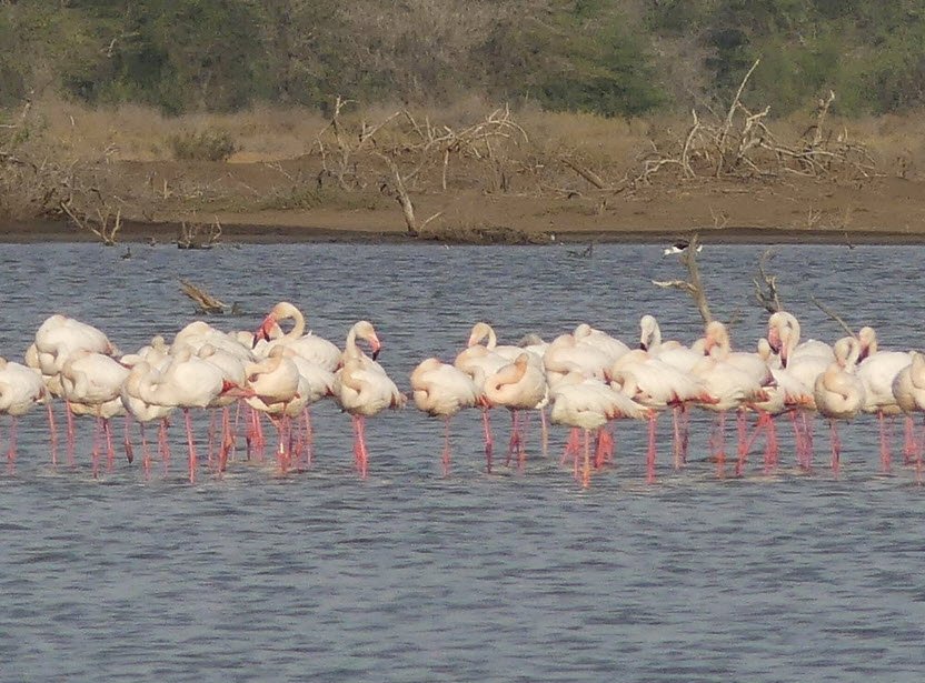 Djoudj National Bird Sanctuary, Saint-Louis Region, Senegal